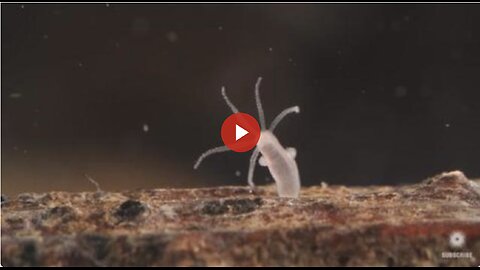 THIS IS IN THE VACCINES - The Undying Hydra: A Mini-Monster That Clones Itself. Has Neurotoxins?