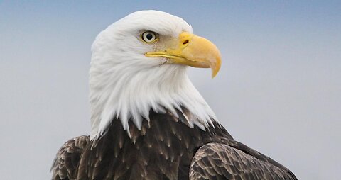 Bald Eagle