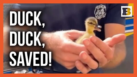 No Duck Left Behind! Firefighters Save Ducklings from Storm Drain