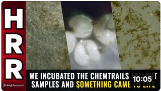 We incubated the chemtrails fallout samples and SOMETHING CAME TO LIFE