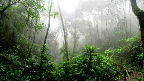 Pure Rainforest Ambience 🌿 • 4 Hours of Relaxing Jungle Sounds