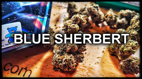 JK DISTRO BLUE SHERBERT STRAIN REVIEW 🍇✨ | HONEST THOUGHTS & EFFECTS!