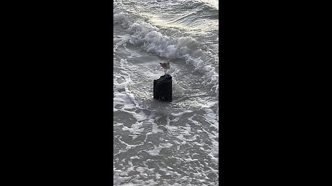 A Willet bird by itself, Fort De Soto 12/11/25