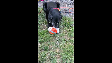 Hydra the dog: v003