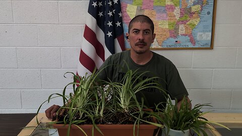 plant your spider plant clone