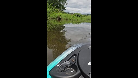crayfish