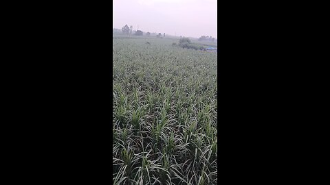 mother earth nature