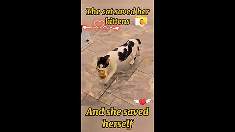 The cat saved her kittens