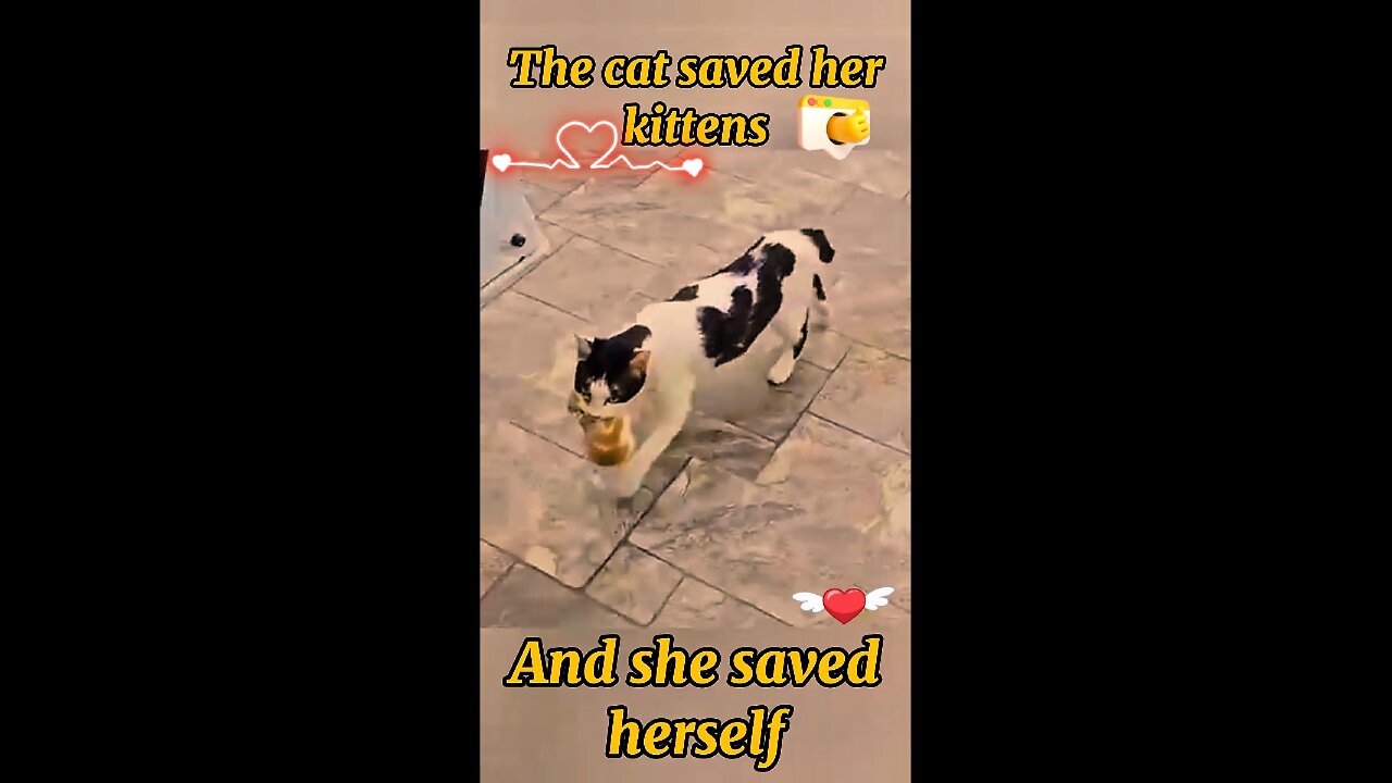 The cat saved her kittens