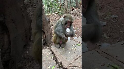 Funny monkey #32