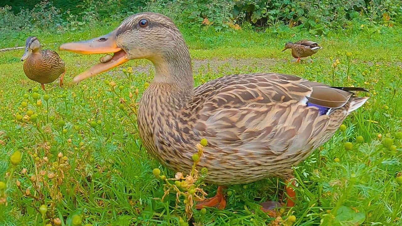 Juvenile Delinquent, 8 Week Old Mallard Duck Duckling "You didn't see anything. Capisce?"