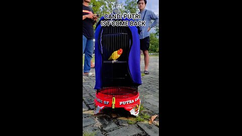 gacor is suitable for masteran birds for competitions