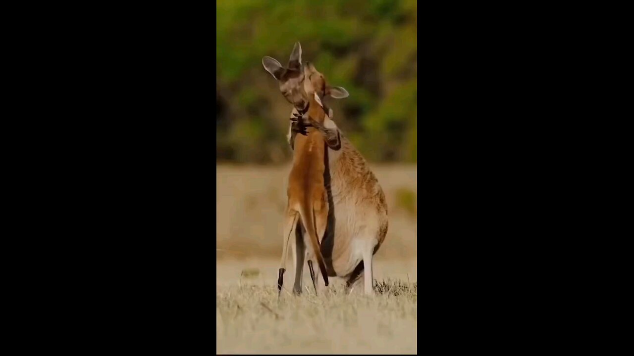 Animals