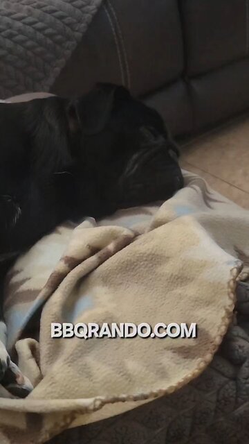 Arlo is still Sleeping 😴