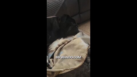 Arlo is still Sleeping 😴