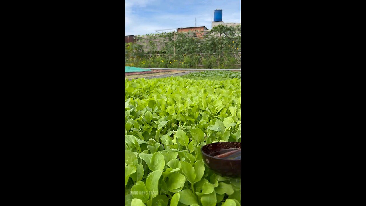 HOW TO GROW VEGETABLES PLANTS TIME 😅😺