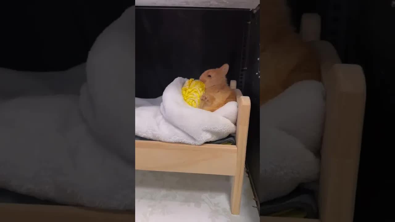 Cute little rabbit eating cabbage and watching a movie. Rabbit. Cute little pastoral pet.