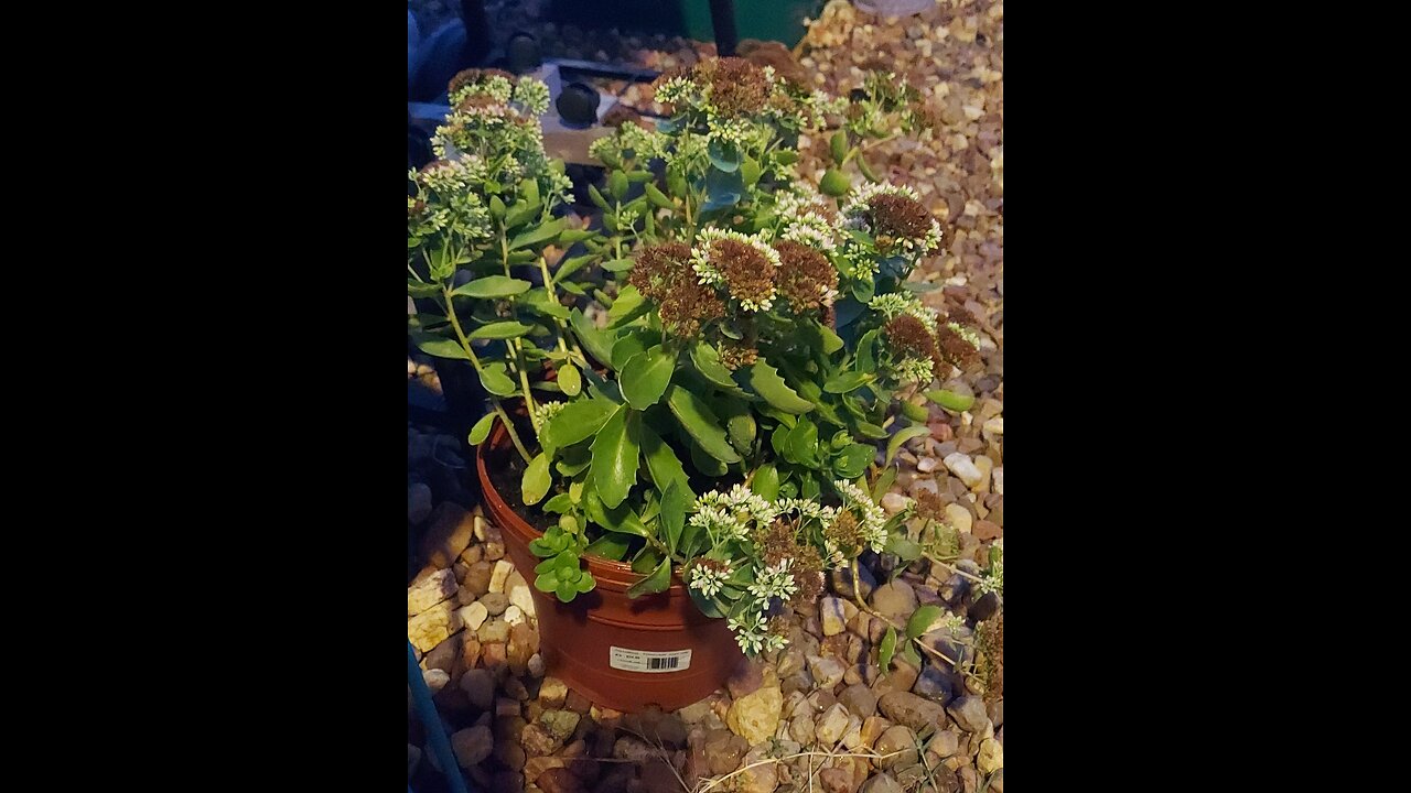 52 Sundays! The garden is popping everywhere!