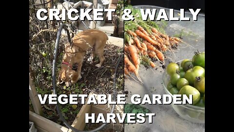 Cricket and Wally help Harvest Carrots and Tomatoes from the Backyard Vegetable Garden | Oct 2025