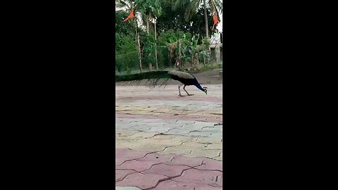 peacock at village