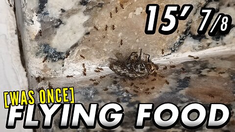 ASMR | They really had a very big provision with this loot - 15' 7/8