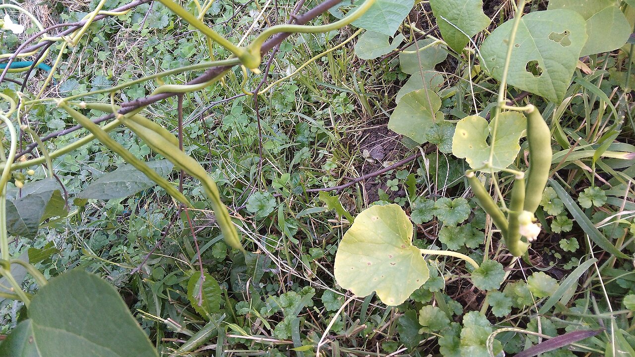 2025 August 29,30,31 & September 1,2,3,4,5,6 rewatched Demon Slayer first 11 episodes, green beans.