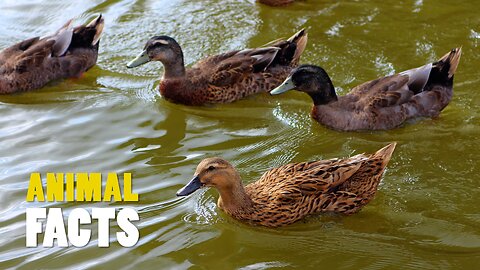 Ducks | Versatile masters of water