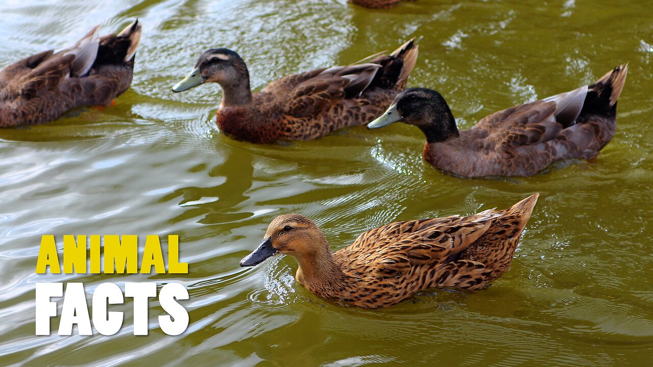 Ducks | Versatile masters of water