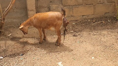 Watch goat give birth