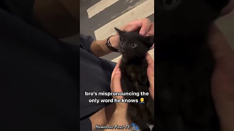 Funny animals 2024😂- Funniest Cats and Dogs Video😹🐶 #27