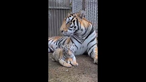 Next to mom, it's not scary!