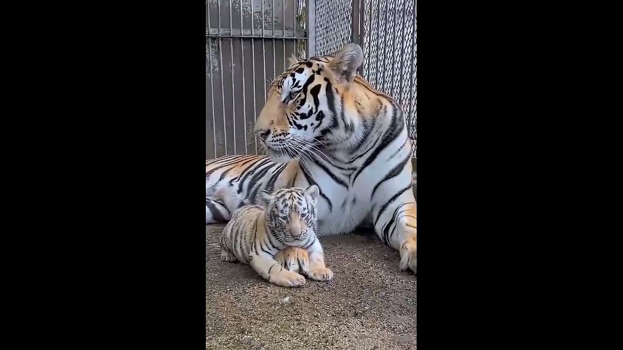 Next to mom, it's not scary!