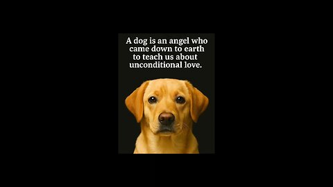 Dogs Are Angels From Heaven