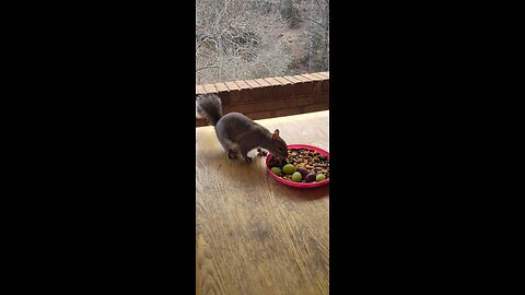 Sweet Squirrel 🥰