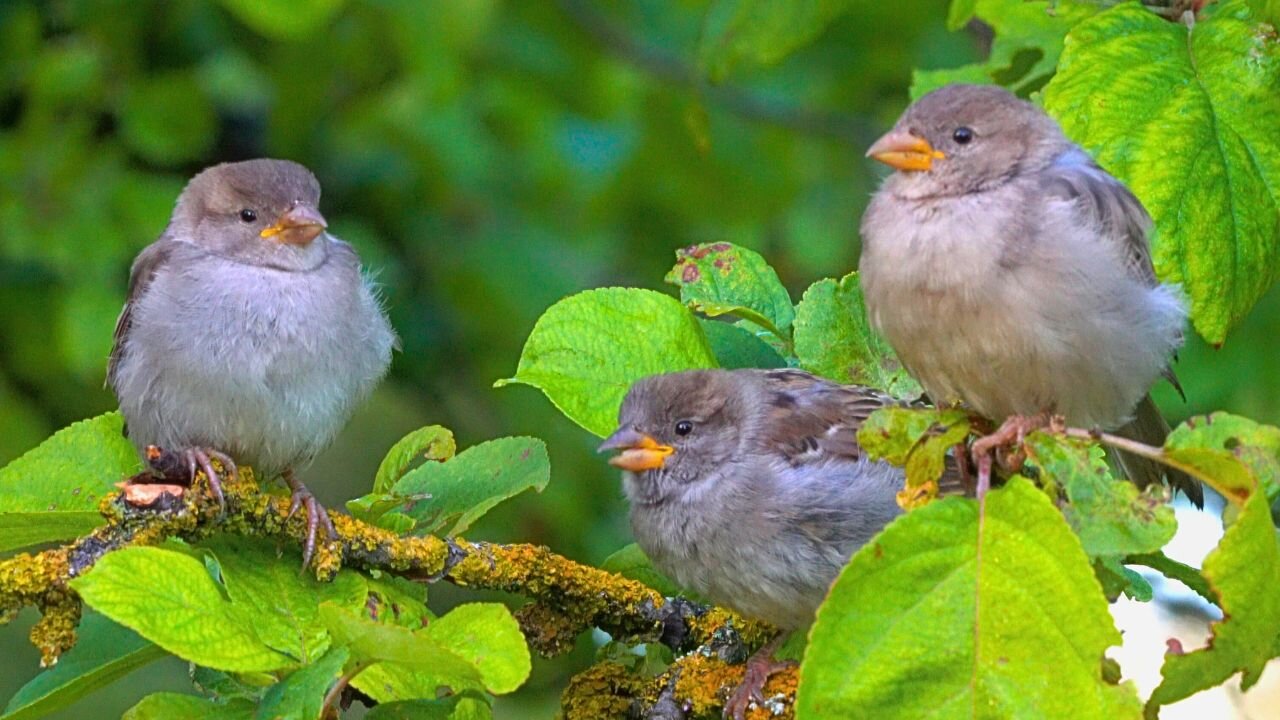 1-2-3 NO 5 House Sparrow Baby Fledglings on a Tree Branch
