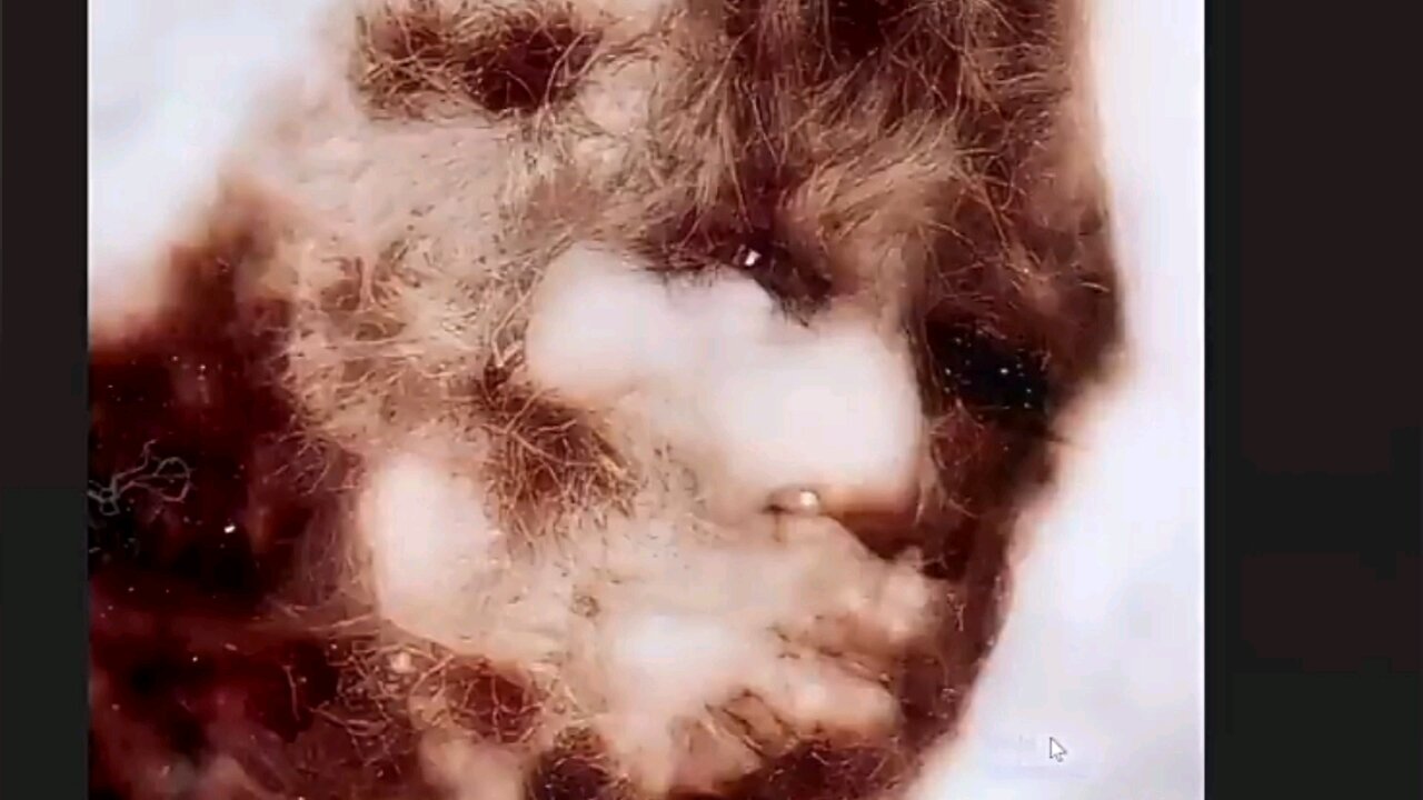 The truth about Bigfoot