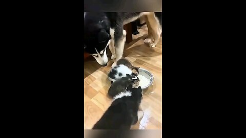 Cat & Dog Friendship