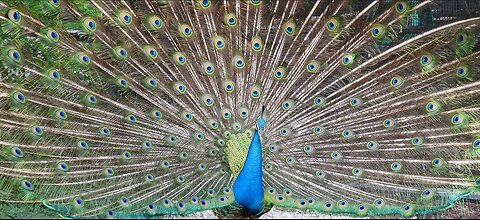 AMAZING PEACOCKS 😃 SHOWIN' OFF! FULL FEATHER SPREAD & SPIN - with Original Instrumental Track 🎶