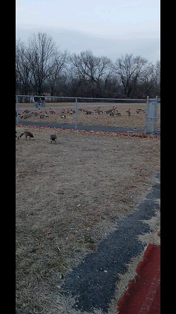 Goose Apocalypse