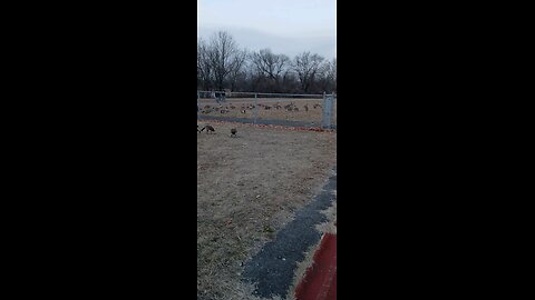 Goose Apocalypse