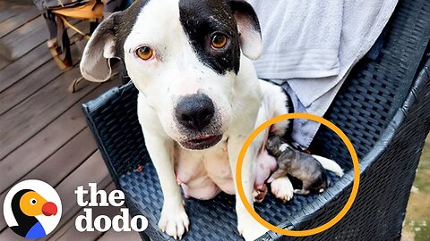 Foster Pittie Sat In A Chair And Had A Baby | The Dodo