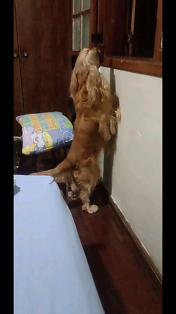 dog cute Animals entertainment film dogshow