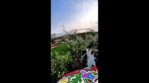 Rigging a Tree Limb OFF the Roof Without Making It Worse
