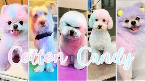 A Coat of Candy, a Heart of Gold