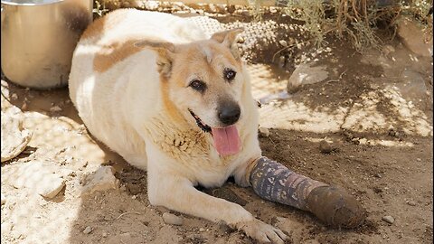 Twister part II, lying in the mud to keep cool. Where is his pool? [Ep 67]