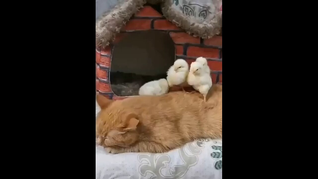cats and birds