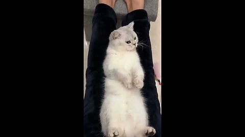 Cute kittens❤️【30】#shorts #cat #kittens #pets