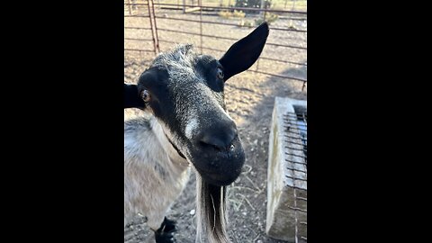 All About Milk Goats, Tucker, Millennials, Gen Z, the Land of Iz, and NEW GOATS!