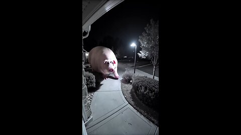 Huge pig caught on CCTV