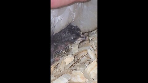 I'm a MEEMAW! Daisy, our Lavender Orpington 💜 just hatched our first chick ever. Babies, babies.